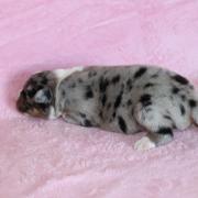 Img 463602