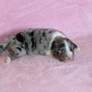 Img 463702