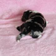 Img 471901